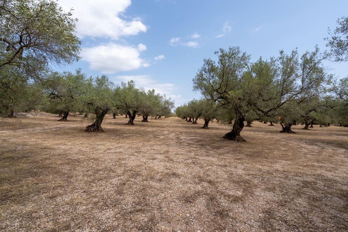 Finca/Landehus til salg i Mas de Barberans - € 50.000 (Ref: 9191320)