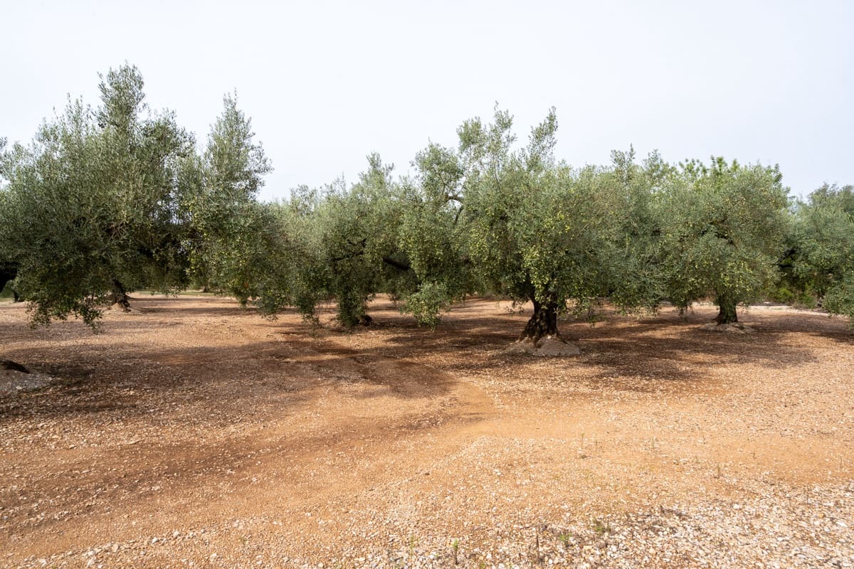 Finka/Dom wiejski na sprzedaż w La Galera - 34 000 € (Ref: 9296421)