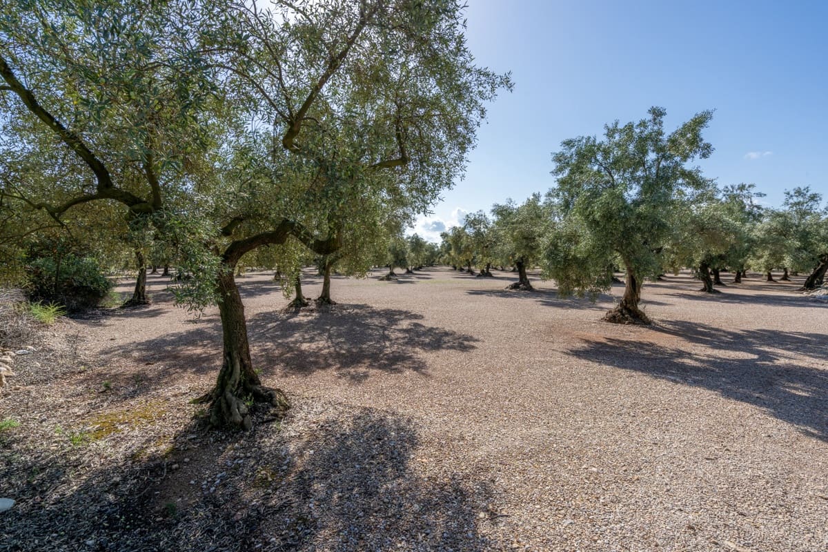 Finca/Herregård til salgs i Ulldecona - € 21 000 (Ref: 9322668)