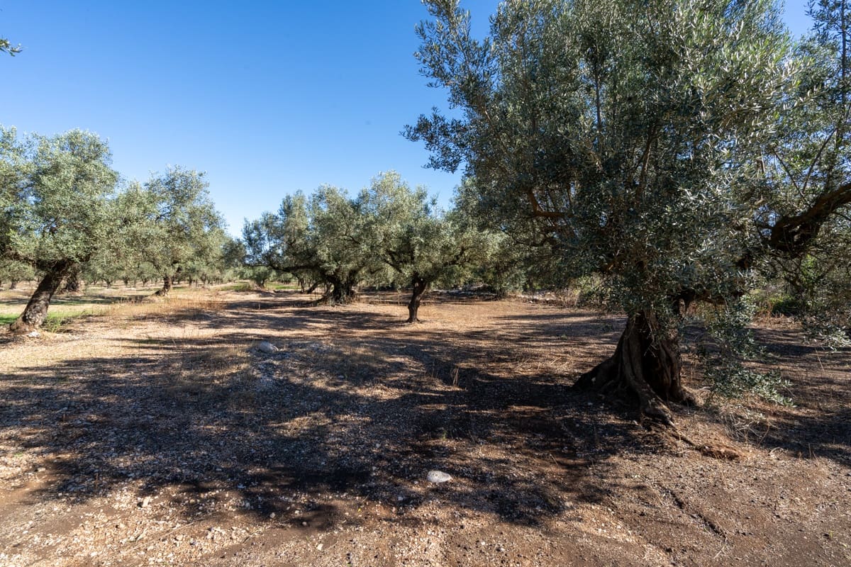 Finca/Landgut zu verkaufen in La Galera - 14.000 € (Ref: 9345048)