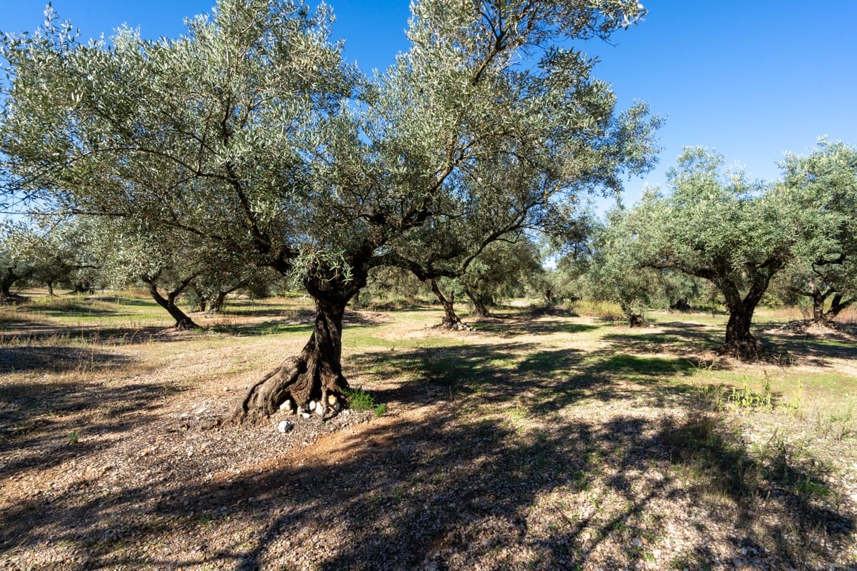 Finca/Landgut zu verkaufen in La Galera - 14.000 € (Ref: 9345048)
