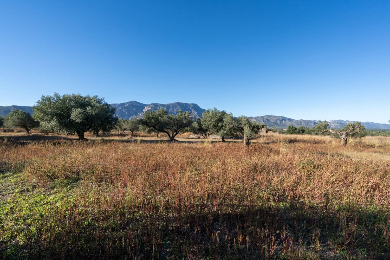Finca/Herregård til salgs i Roquetes - € 38 000 (Ref: 9360831)