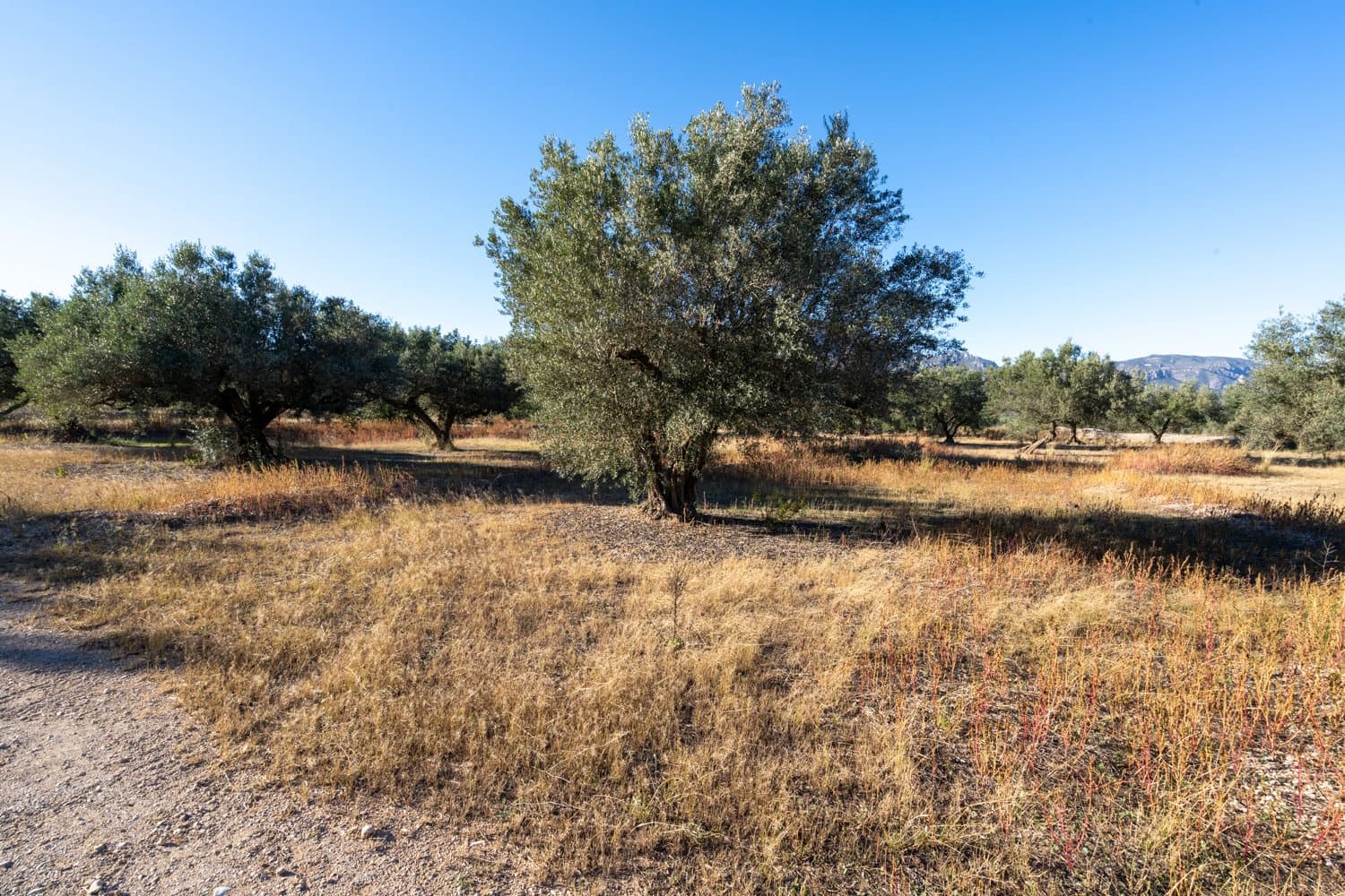 Finca/Herregård til salgs i Roquetes - € 38 000 (Ref: 9360831)