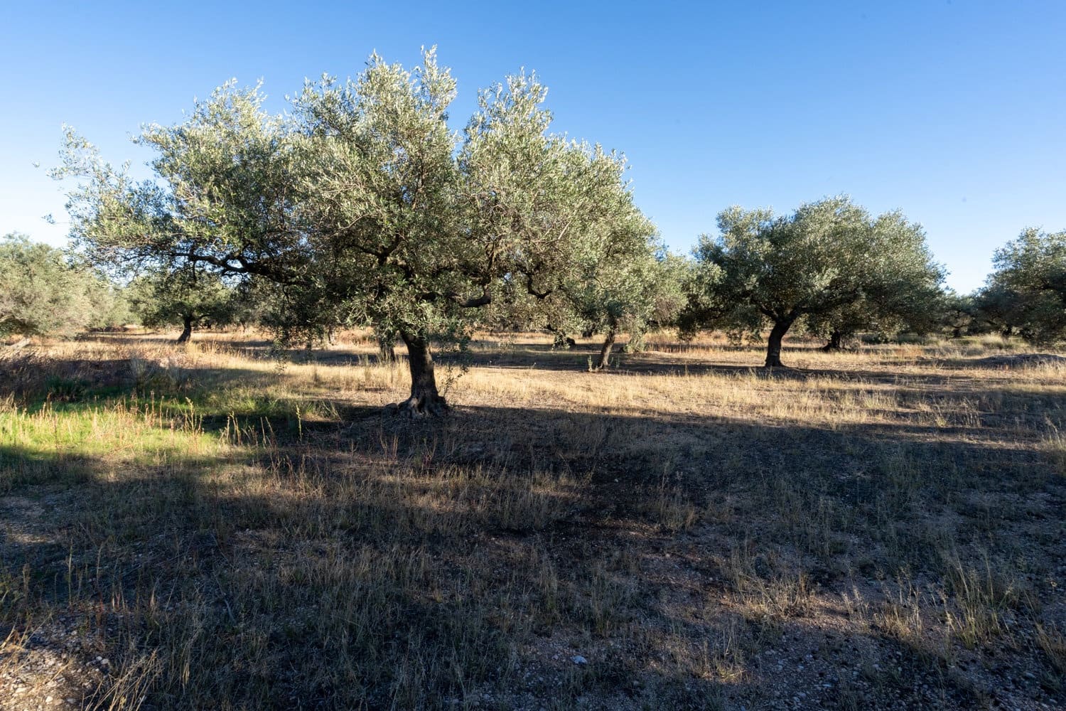 Finca/Herregård til salgs i Roquetes - € 38 000 (Ref: 9360831)