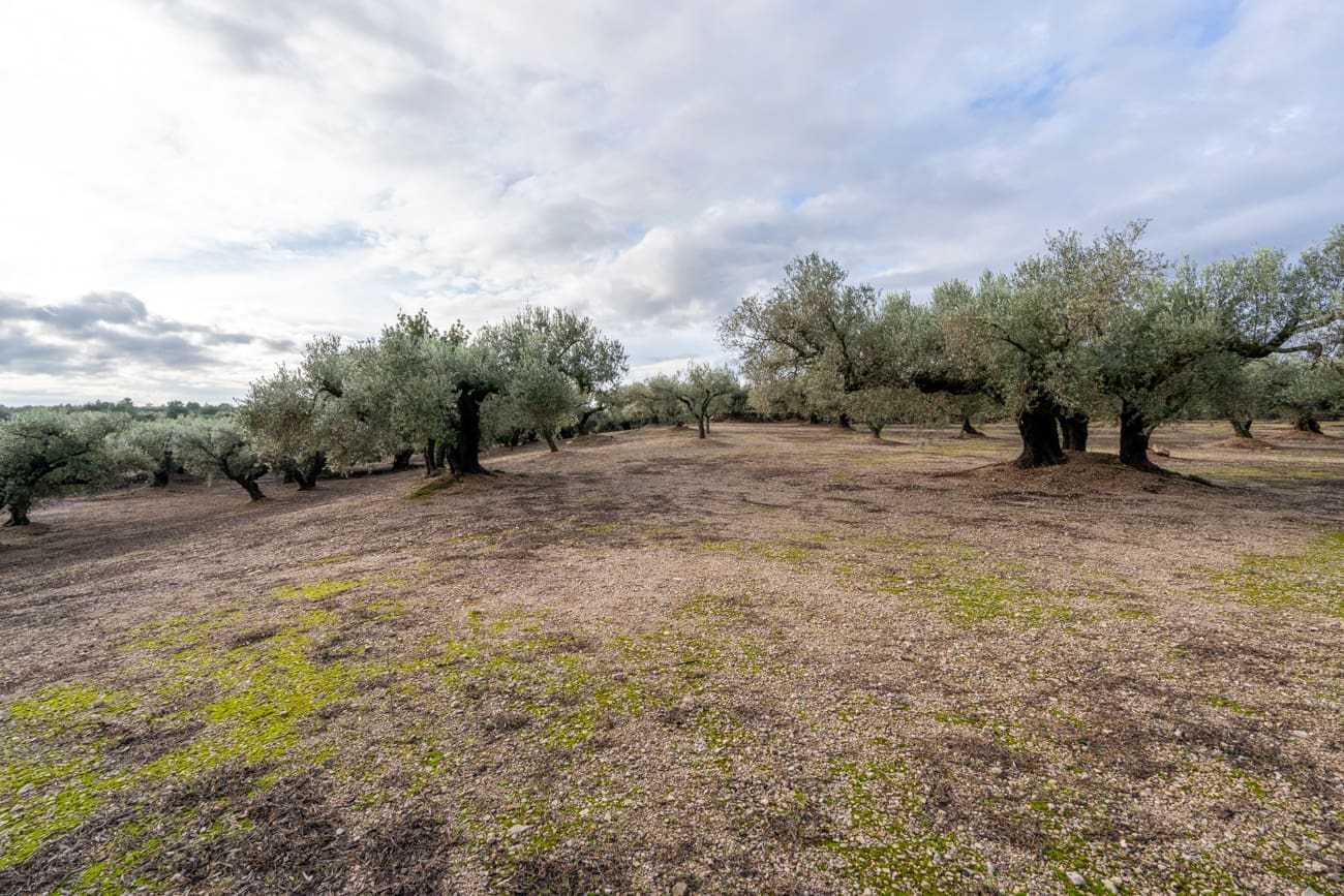 Finca/Country House for sale in Roquetes - € 33,000 (Ref: 9480741)