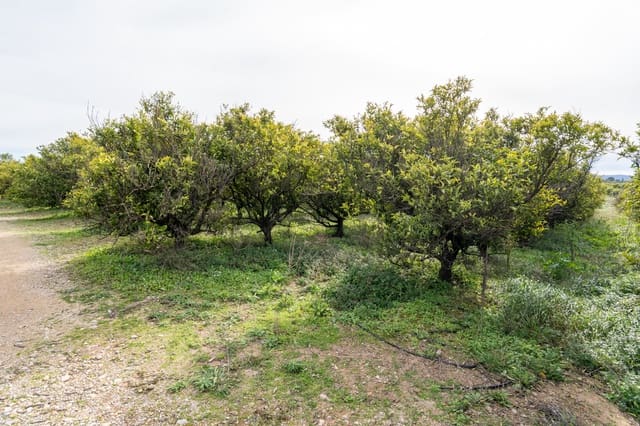 Finca/Landehus til salg i Santa Bàrbara - € 75.000 (Ref: 9566619)