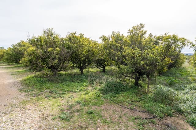 Finca/Casa di Campagna in vendita in Santa Bàrbara - 75.000 € (Rif: 9566619)