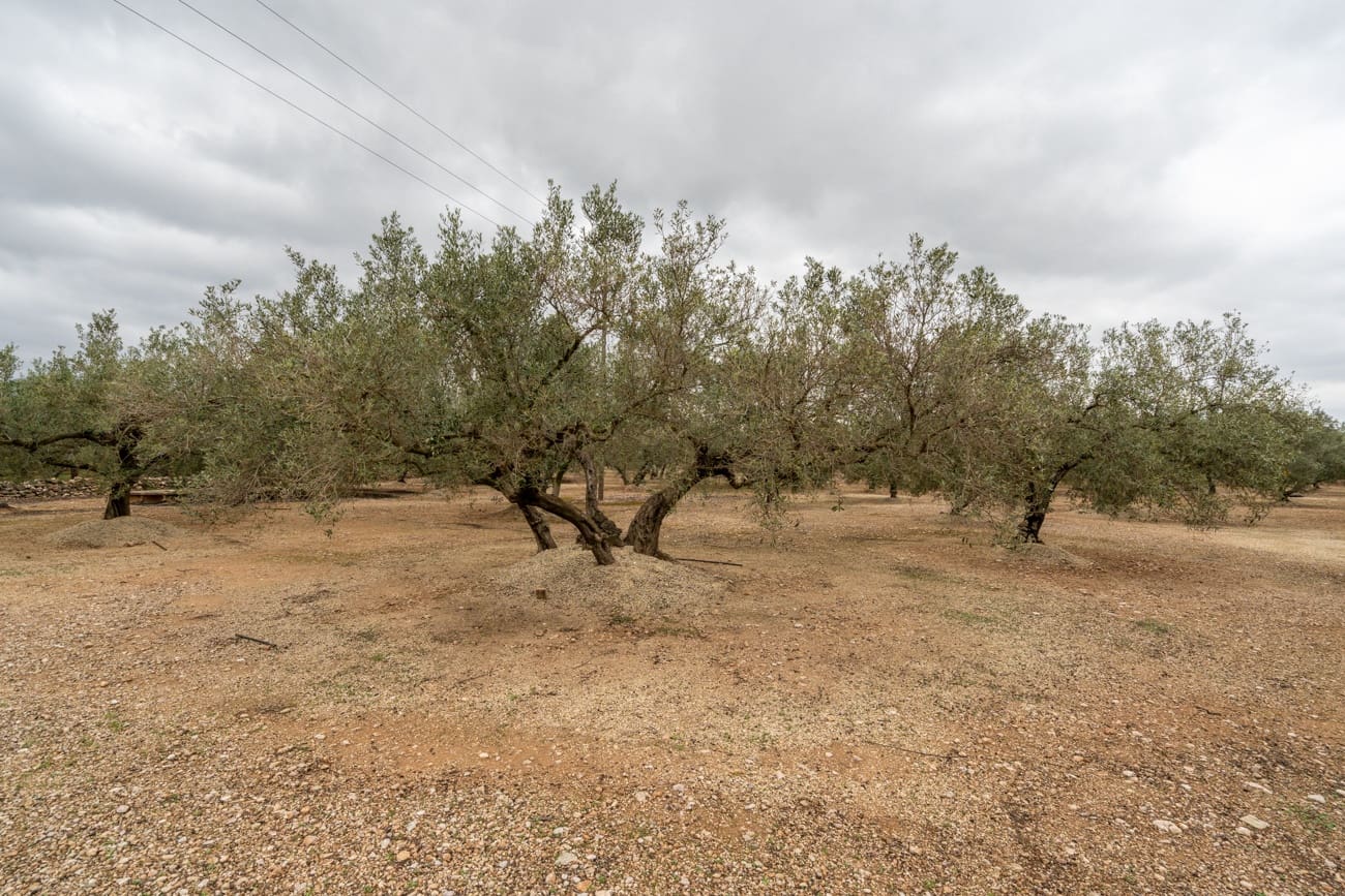 1 chambre Finca/Maison de Campagne à vendre à Els Reguers - 128 000 € (Ref: 9656364)