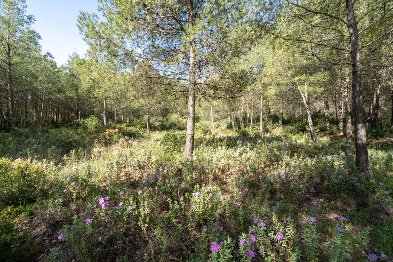 2 Zimmer Villa zu verkaufen in Enguera - 200.000 € (Ref: 9795091)