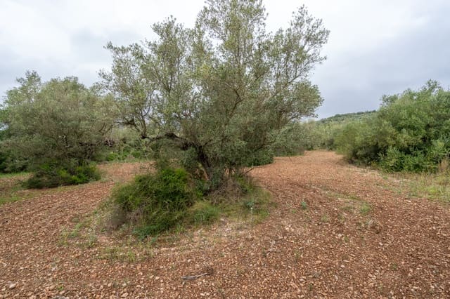 Finca/Hus på landet till salu i Mas de Barberans - 5 000 € (Ref: 9798489)