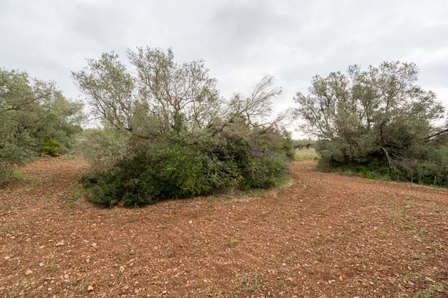 Finca/Hus på landet till salu i Mas de Barberans - 5 000 € (Ref: 9798489)