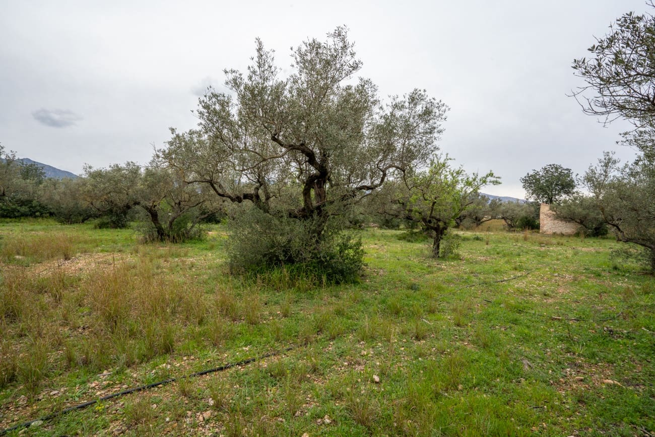 Finca/Casa di Campagna in vendita in Roquetes - 20.000 € (Rif: 9798490)