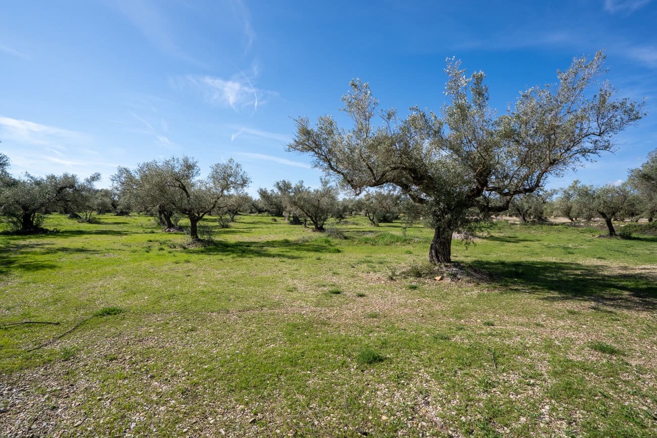 Finca/Landhuis te koop in Mas de Barberans - € 40.000 (Ref: 9828027)