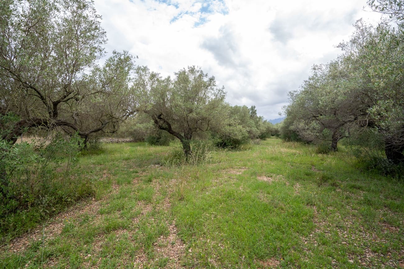 Finca/Country House for sale in Els Reguers - € 40,000 (Ref: 9833993)