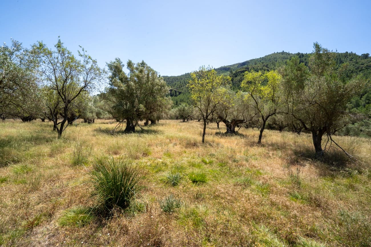 Finca/Country House for sale in Alfara de Carles - € 330,000 (Ref: 9919153)