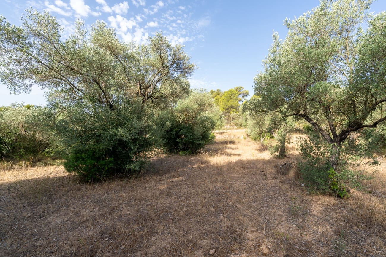 Finca/Maison de Campagne à vendre à Caseres - 30 000 € (Ref: 9964552)