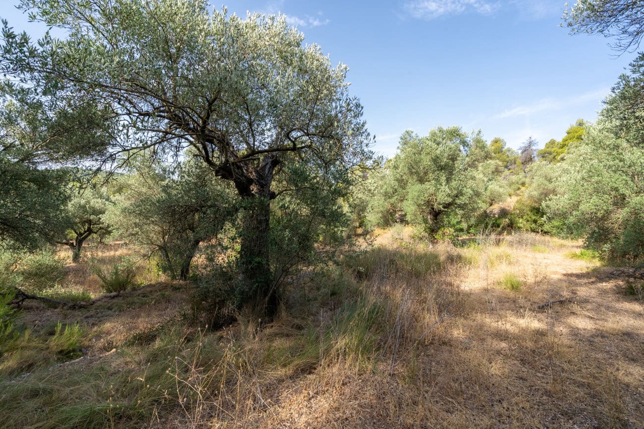 Finca/Country House for sale in Caseres - € 30,000 (Ref: 9964552)