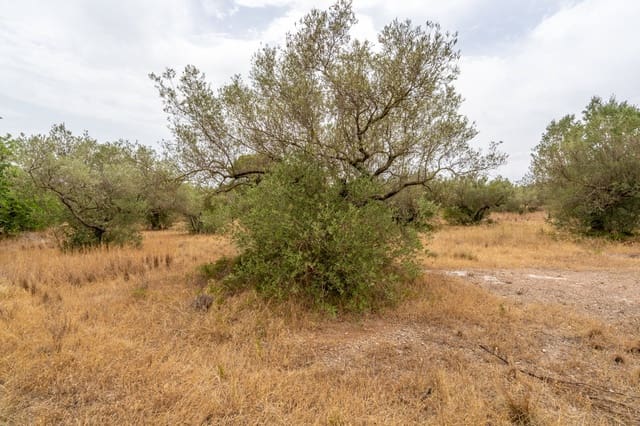 Finca/Casa di Campagna in vendita in Roquetes - 12.500 € (Rif: 9966898)