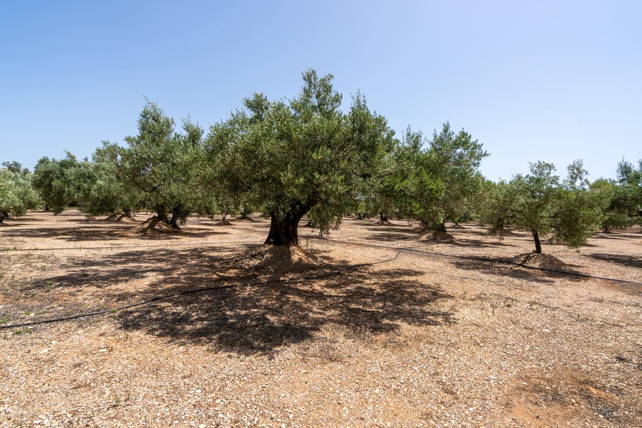 2 soveværelse Finca/Landehus til salg i Godall - € 70.000 (Ref: 9994680)