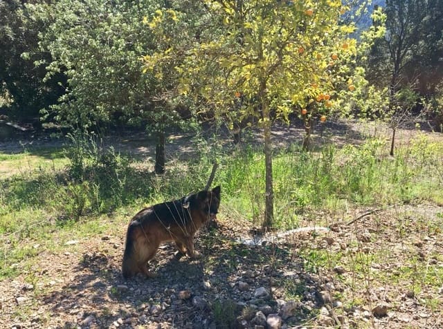 6 soverom Finca/Herregård til salgs i Esporles - € 5 500 000 (Ref: 6731978)