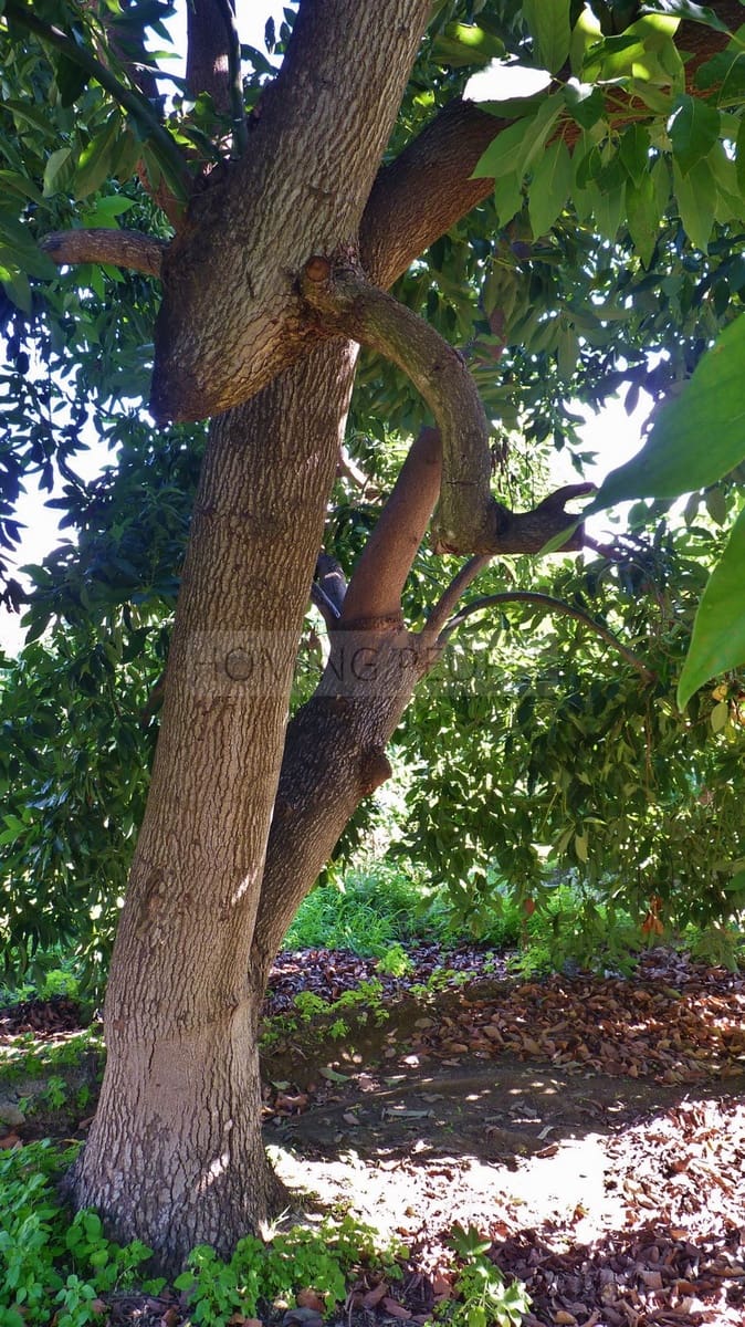 5 quarto Casa em Banda para arrendar em Almunecar com piscina - 2 300 € (Ref: 9395779)