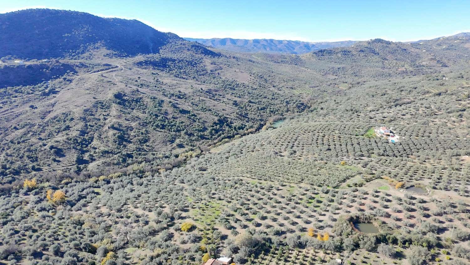 Building Plot for sale in Periana - € 66,000 (Ref: 10011841)