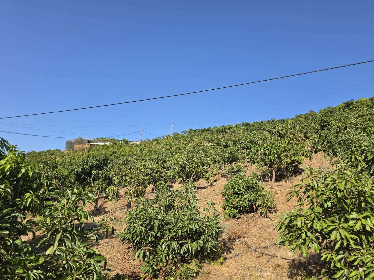 2 Zimmer Finca/Landgut zu verkaufen in Benamocarra mit Pool Garage - 495.000 € (Ref: 10011843)