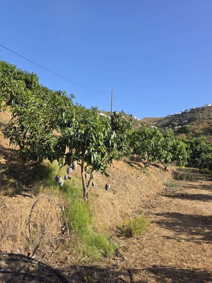 2 Zimmer Finca/Landgut zu verkaufen in Benamocarra mit Pool Garage - 495.000 € (Ref: 10011843)