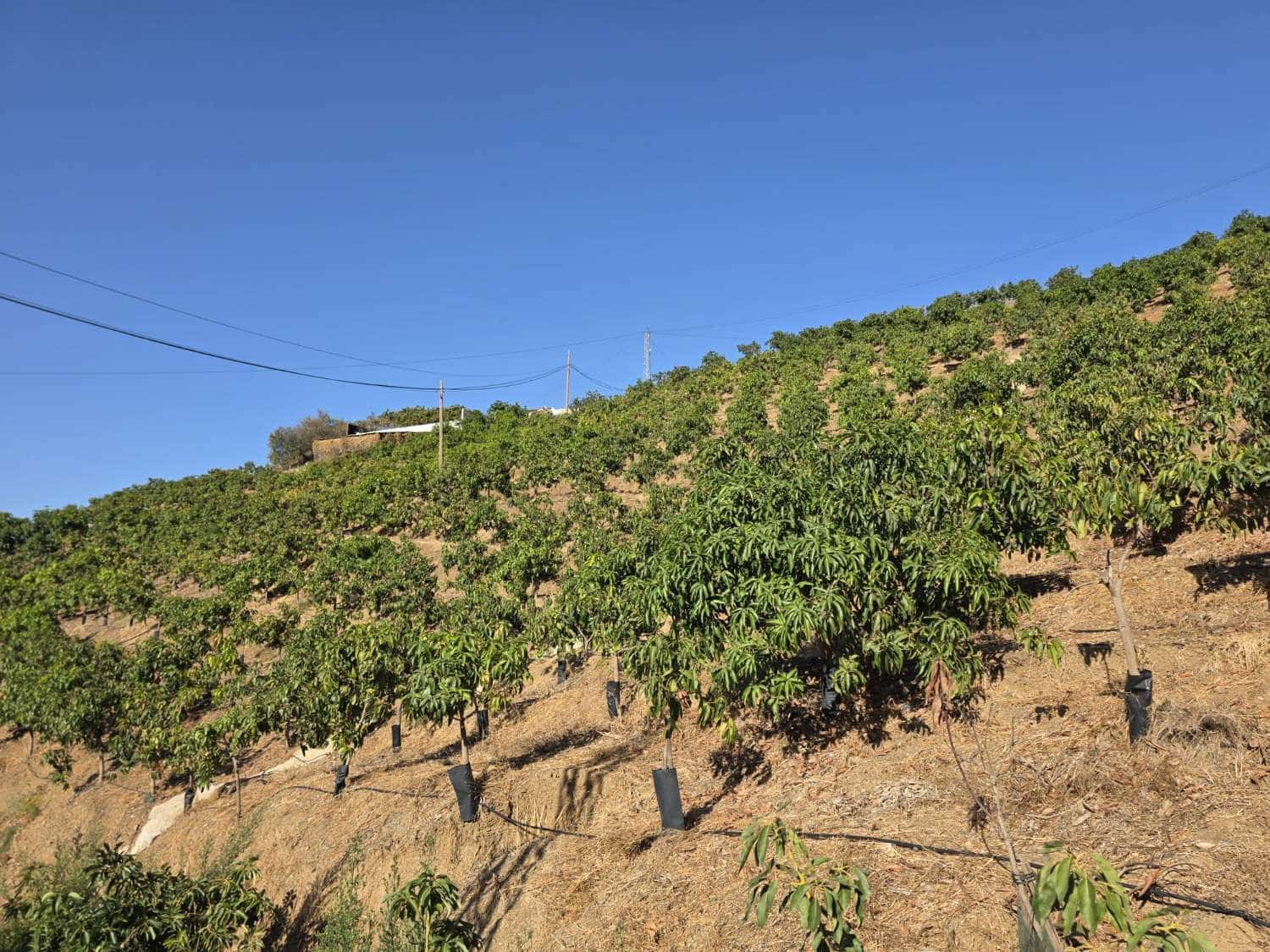 2 Zimmer Finca/Landgut zu verkaufen in Benamocarra mit Pool Garage - 495.000 € (Ref: 10011843)