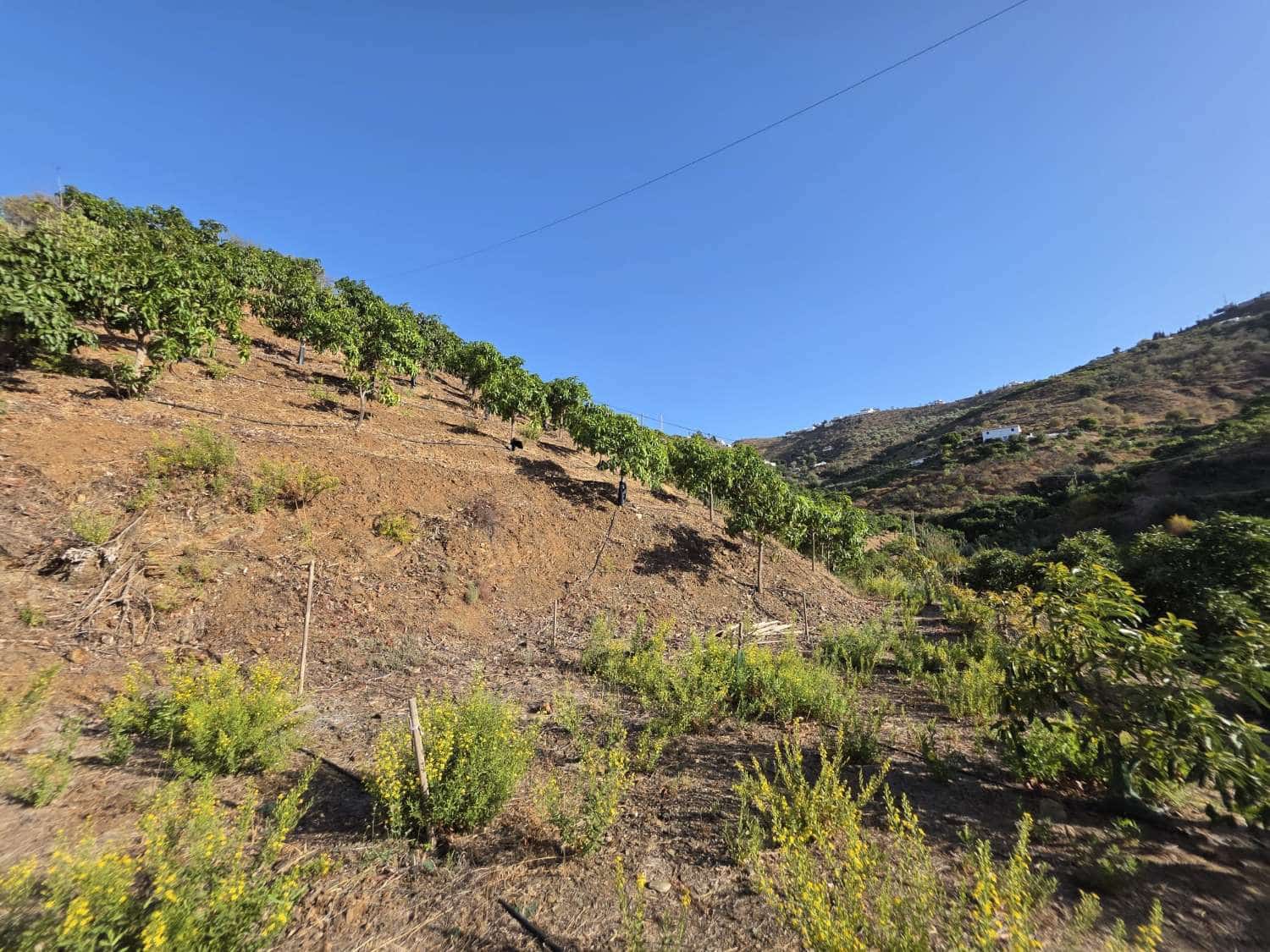 2 Zimmer Finca/Landgut zu verkaufen in Benamocarra mit Pool Garage - 495.000 € (Ref: 10011843)