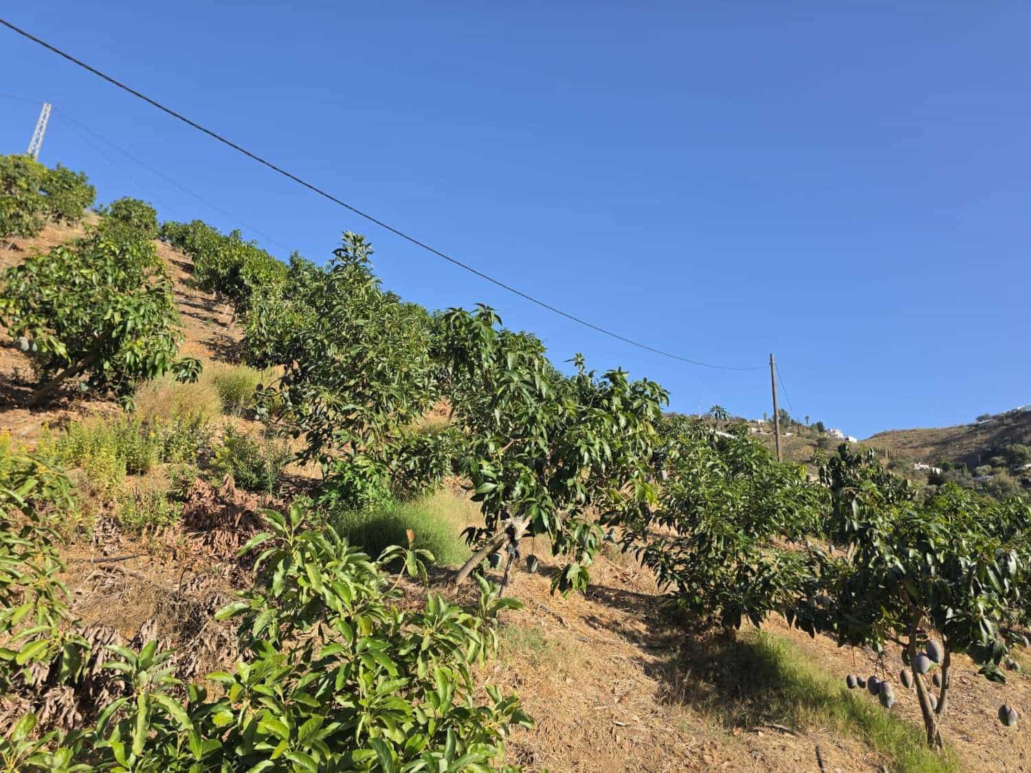 2 Zimmer Finca/Landgut zu verkaufen in Benamocarra mit Pool Garage - 495.000 € (Ref: 10011843)