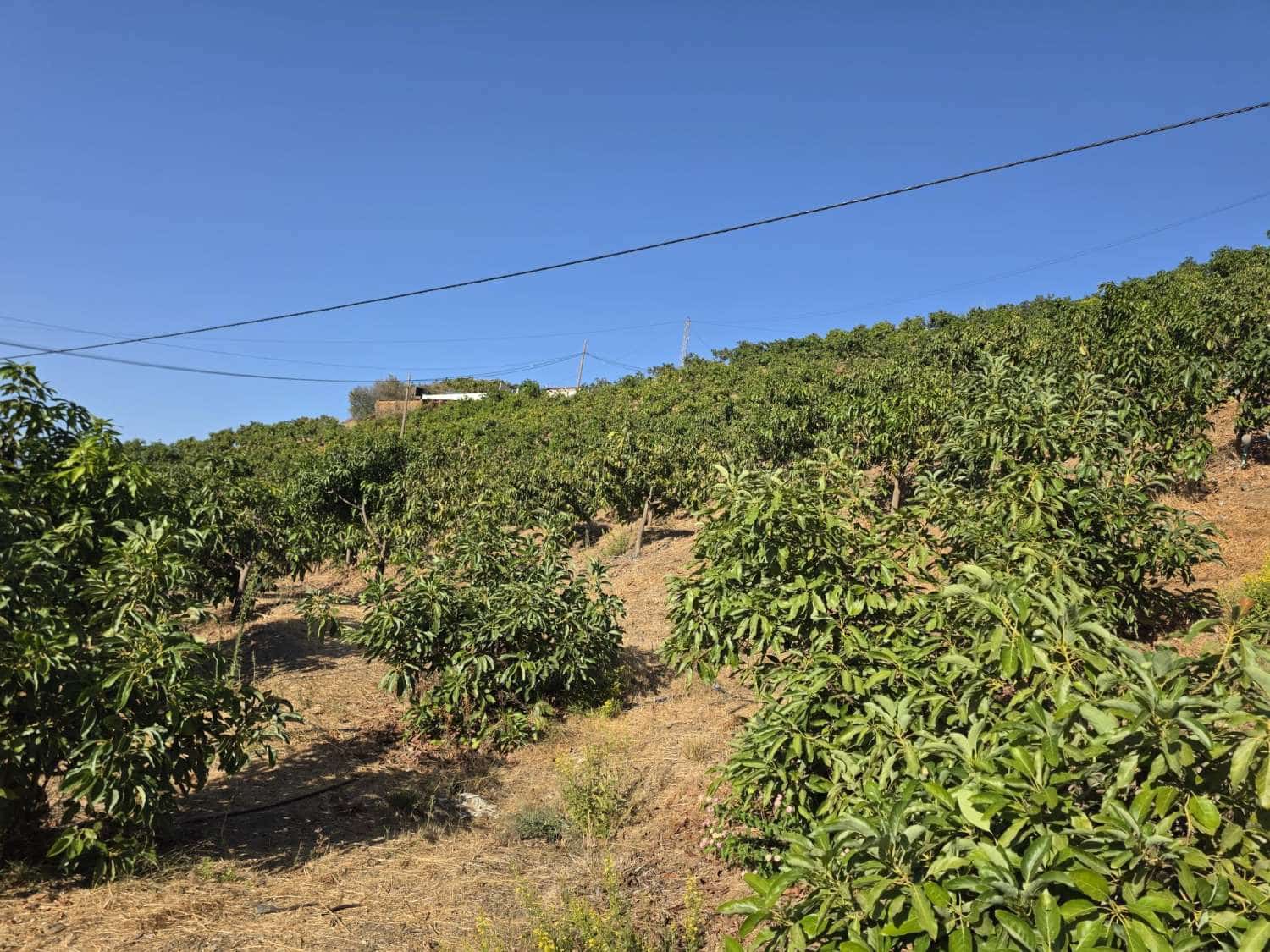 2 Zimmer Finca/Landgut zu verkaufen in Benamocarra mit Pool Garage - 495.000 € (Ref: 10011843)