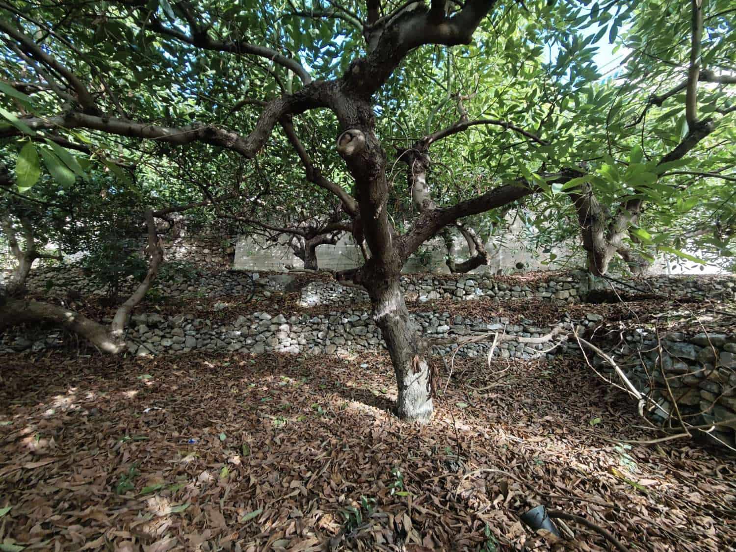 Solar/Parcela en Canillas de Albaida en venta - 140.000 € (Ref: 10179780)