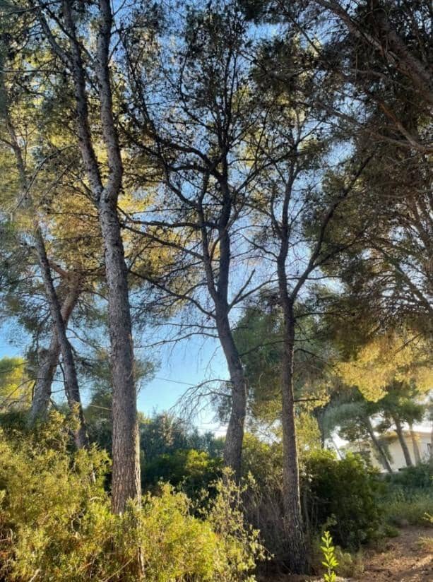 Bouwgrond te koop in Benissa - € 199.995 (Ref: 8287026)