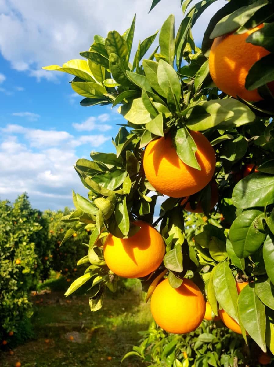 5 quarto Quinta/Casa Rural para venda em Denia com piscina garagem - 1 590 000 € (Ref: 8389752)