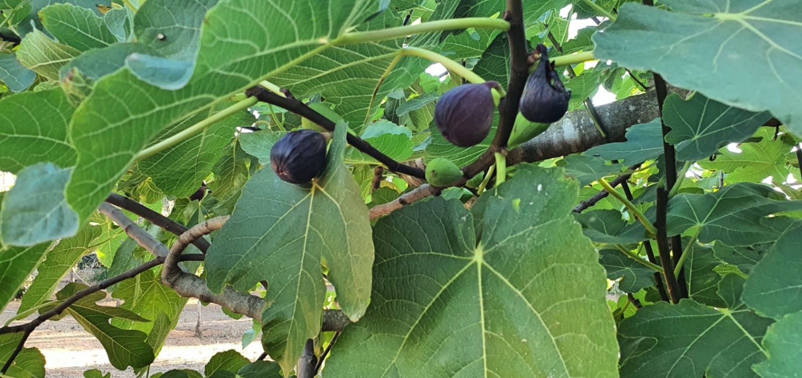 5 quarto Quinta/Casa Rural para venda em Denia com piscina garagem - 1 590 000 € (Ref: 8389752)