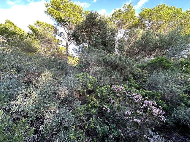 Teren niezagospodarowany na sprzedaż w Ciutadella de Menorca - 80 000 € (Ref: 9515951)