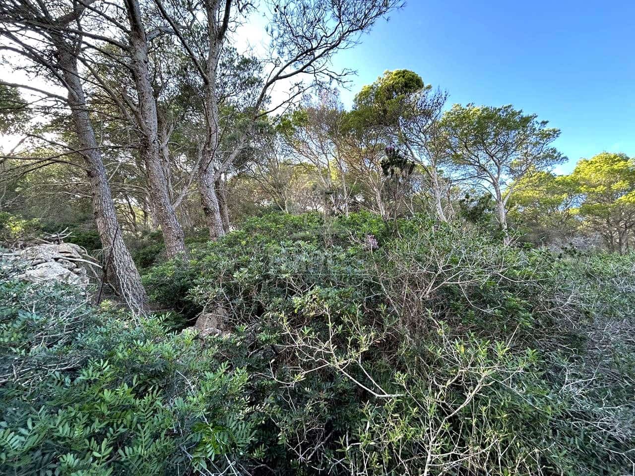 Teren niezagospodarowany na sprzedaż w Ciutadella de Menorca - 80 000 € (Ref: 9515951)