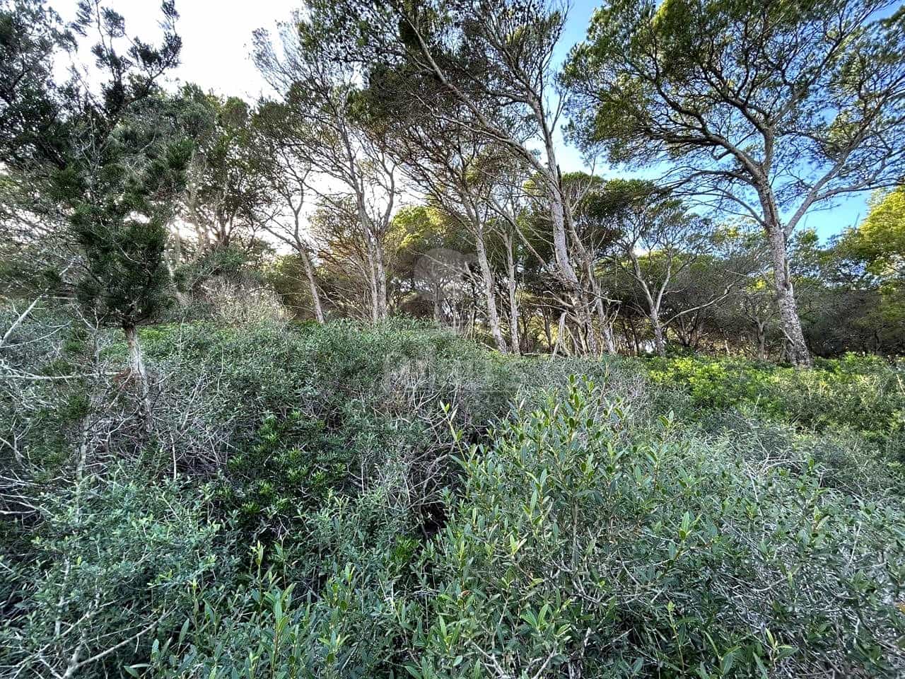 Teren niezagospodarowany na sprzedaż w Ciutadella de Menorca - 80 000 € (Ref: 9515951)