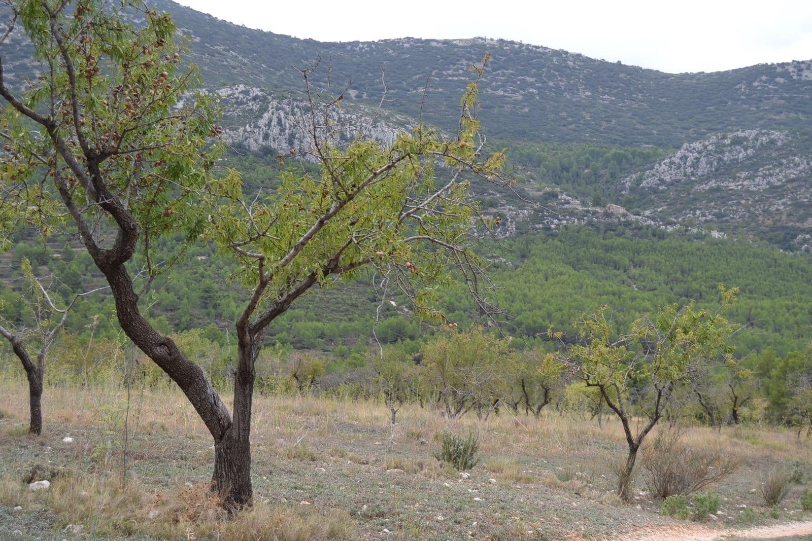 4 soveværelse Finca/Landehus til salg i Benimantell - € 295.000 (Ref: 7050883)