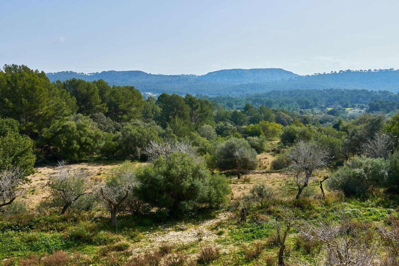 5 sypialnia Finka/Dom wiejski na sprzedaż w Llucmajor z basenem - 1 500 000 € (Ref: 7479220)