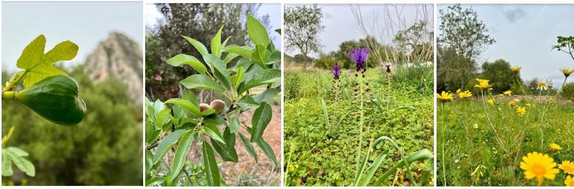 Terreno Não Urbanizado para venda em Llucmajor - 107 000 € (Ref: 8430448)