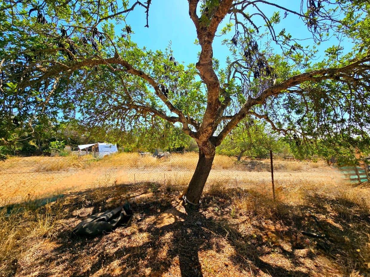 Terreno Não Urbanizado para venda em Llucmajor - 107 000 € (Ref: 8430448)