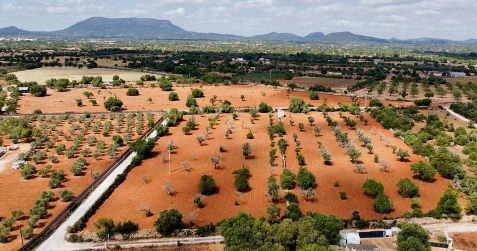 Undeveloped Land for sale in Llucmajor - € 240,000 (Ref: 8851691)