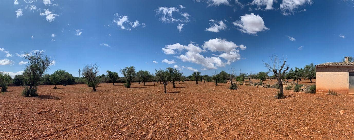 Undeveloped Land for sale in Llucmajor - € 240,000 (Ref: 8851691)