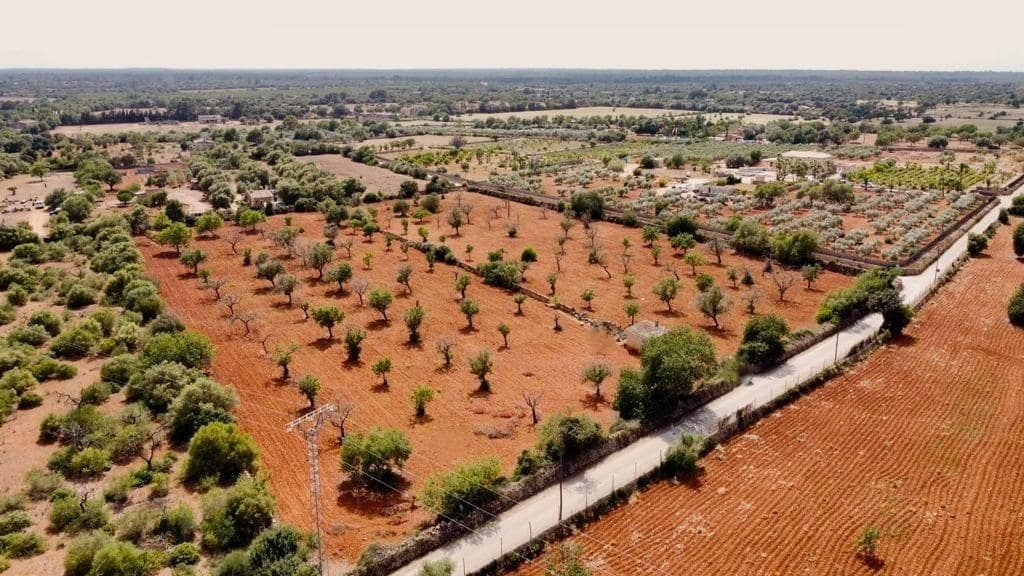 Undeveloped Land for sale in Llucmajor - € 240,000 (Ref: 8851691)