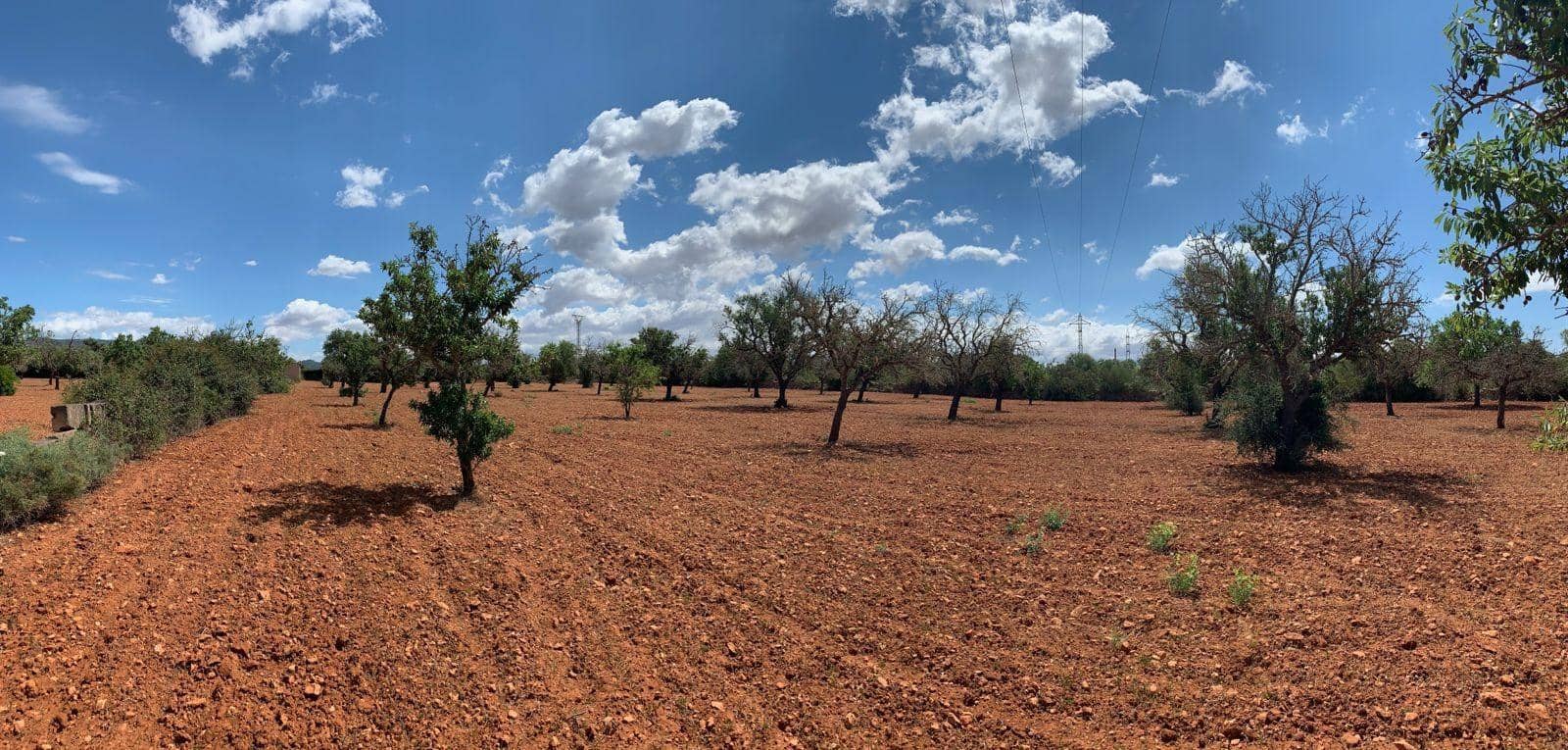 Undeveloped Land for sale in Llucmajor - € 240,000 (Ref: 8851691)