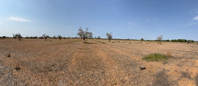 Terre non Aménagée à vendre à Campos - 429 000 € (Ref: 9200487)