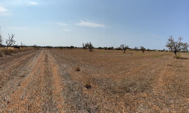 Terre non Aménagée à vendre à Campos - 429 000 € (Ref: 9200487)