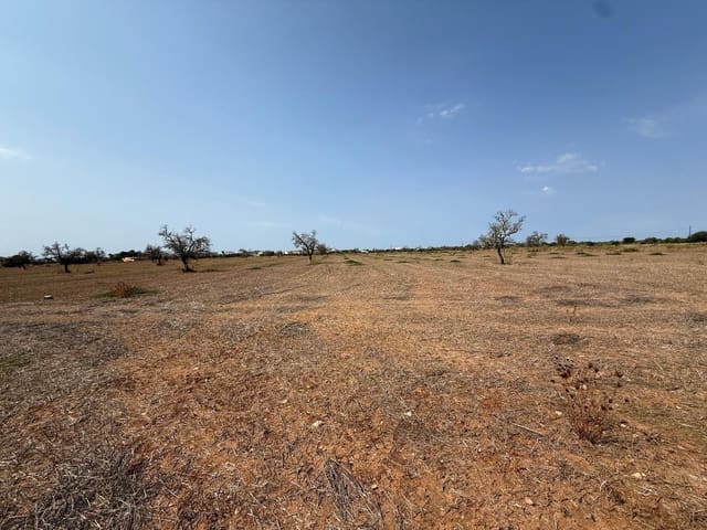 Terre non Aménagée à vendre à Campos - 429 000 € (Ref: 9200487)